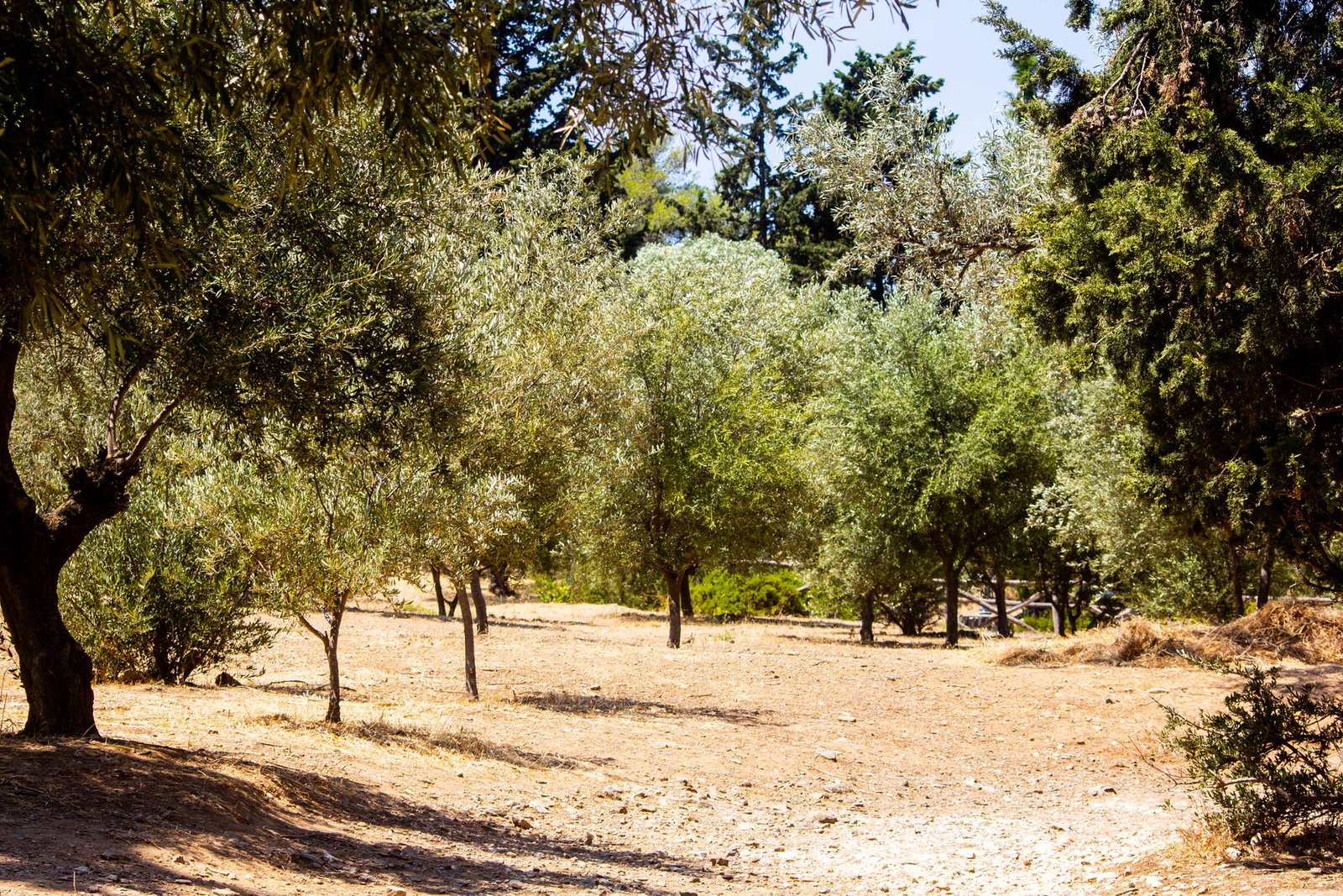 Güneş ışığı altındaki Akdeniz zeytinliğini çağrıştıran zeytin ağaçları