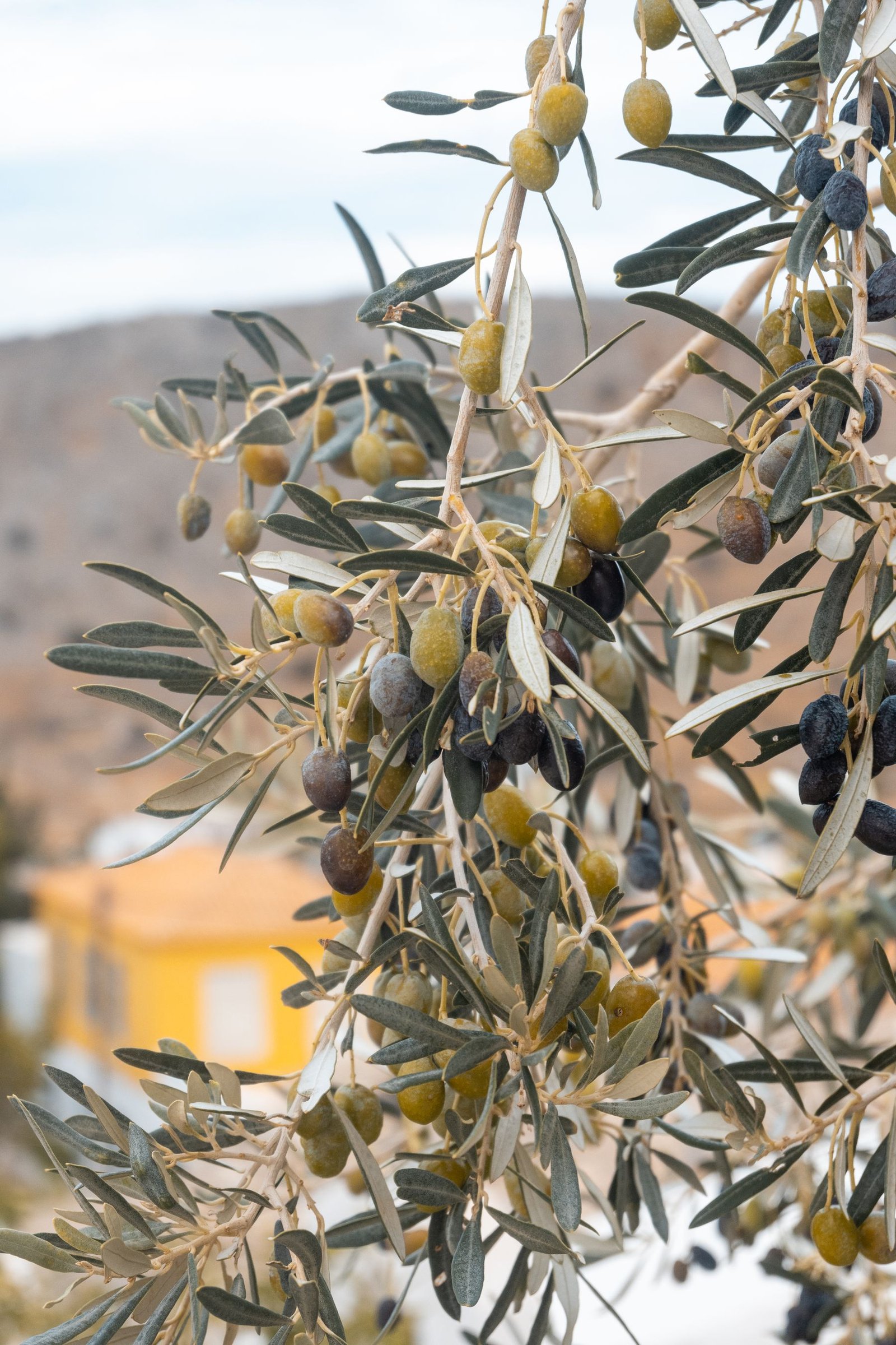 Ege zeytin kültürünü yansıtan olgun zeytin dalları